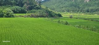 최갑수 님의 벼 · 영농일지 작성글 사진