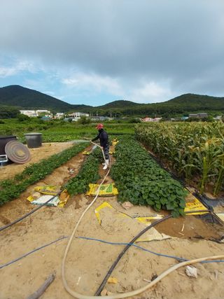 양파16718님의 고추 · 영농일지 작성글 사진