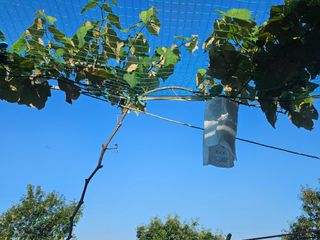 보리수치유농장님의 기타작물 · 영농일지 작성글 사진