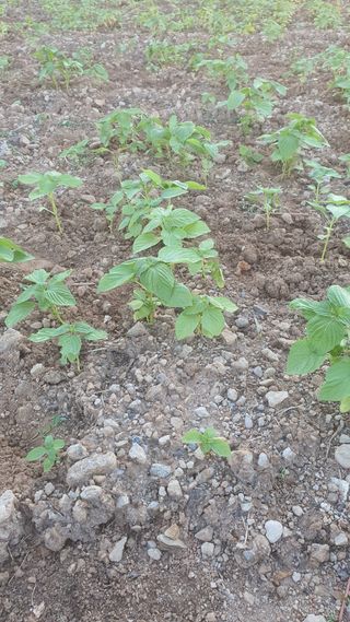 윤정님의 들깨 · 영농일지 작성글 사진