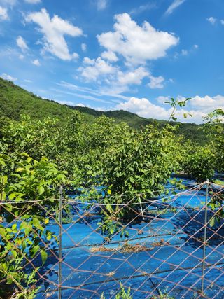 김영옥님의 기타작물 · 영농일지 작성글 사진