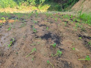 김세리님의 들깨 · 영농일지 작성글 사진