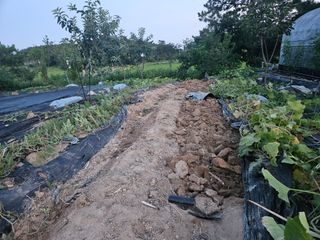 보리수치유농장님의 기타작물 · 영농일지 작성글 사진