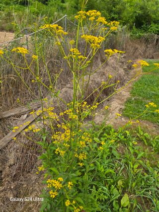 약초원 김종군님의 기타작물 · 영농일지 작성글 사진
