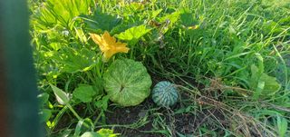 Captain김상곤님의 호박 · 영농일지 작성글 사진