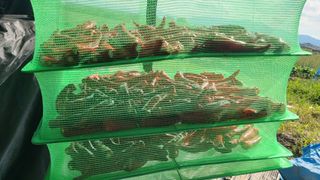 늘푸른 농장주님의 고추 · 영농일지 작성글 사진