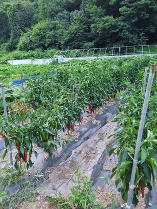 감20280님의 고추 · 영농일지 작성글 사진