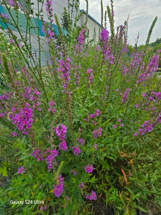 약초원 김종군님의 기타작물 · 영농일지 작성글 사진
