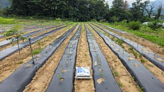  조약돌님의 들깨 · 영농일지 작성글 사진