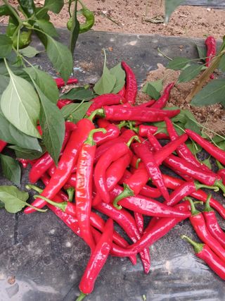 자기왕사랑해님의 고추 · 영농일지 작성글 사진