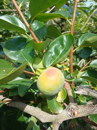 제키님의 감 · 영농일지 작성글 사진