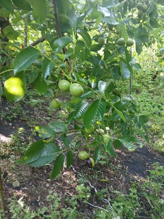 이종득님의 기타작물 · 영농일지 작성글 사진