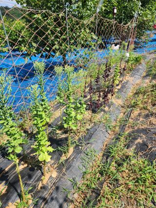 김영옥님의 기타작물 · 영농일지 작성글 사진