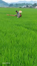 팜모닝 벼·영농일지 게시글 이미지