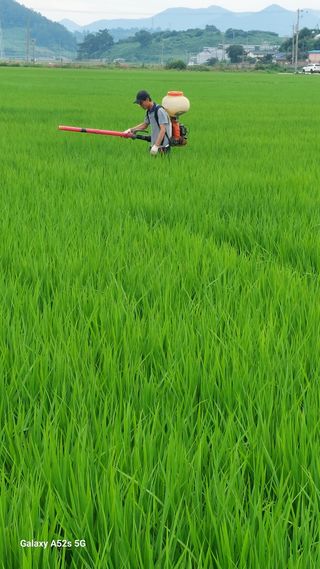 파릇파릇님의 벼 · 영농일지 작성글 사진
