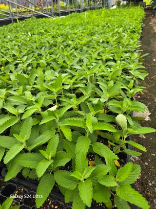 약초원 김종군님의 기타작물 · 영농일지 작성글 사진