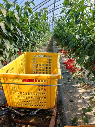 자기왕사랑해님의 고추 · 영농일지 작성글 사진