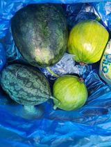 팜모닝 기타작물·영농일지 게시글 이미지