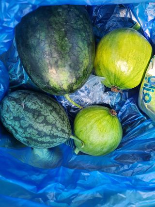 김영옥님의 기타작물 · 영농일지 작성글 사진