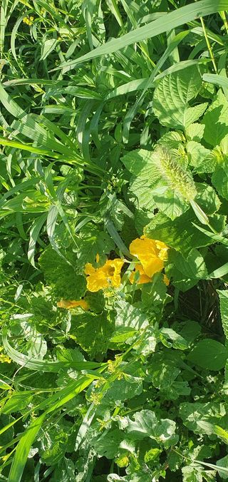 Captain김상곤님의 호박 · 영농일지 작성글 사진