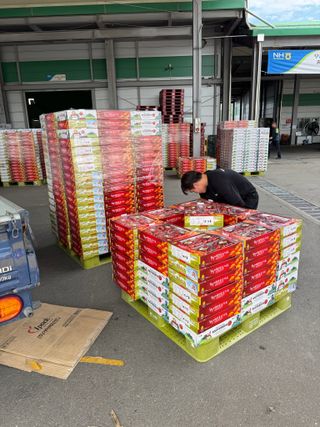 연재홍님의 토마토 · 영농일지 작성글 사진