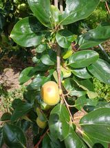 팜모닝 감·영농일지 게시글 이미지