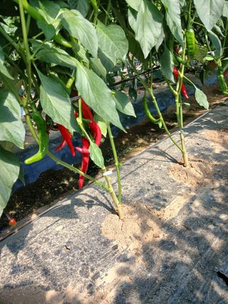 자기왕사랑해님의 고추 · 영농일지 작성글 사진