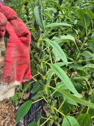 인호님의 참깨 · 영농일지 작성글 사진