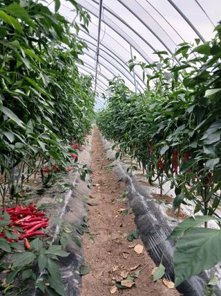 자기왕사랑해님의 고추 · 영농일지 작성글 사진