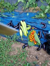 팜모닝 고추·영농일지 게시글 이미지