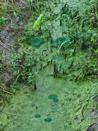 보리수치유농장님의 기타작물 · 영농일지 작성글 사진