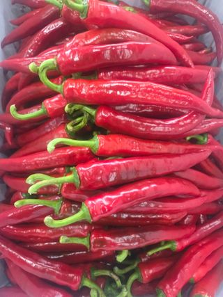 최영환님의 고추 · 영농일지 작성글 사진