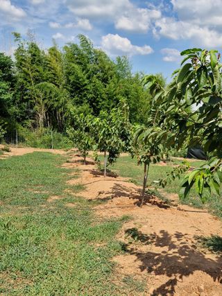 이성태님의 기타작물 · 영농일지 작성글 사진