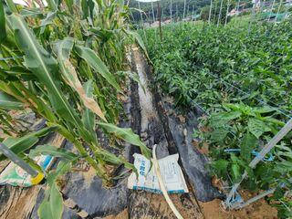 양파16718님의 고추 · 영농일지 작성글 사진