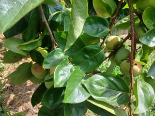 제키님의 감 · 영농일지 작성글 사진