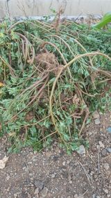 팜모닝 들깨·영농일지 게시글 이미지