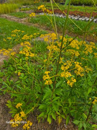 약초원 김종군님의 기타작물 · 영농일지 작성글 사진