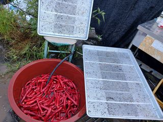 자기왕사랑해님의 고추 · 영농일지 작성글 사진