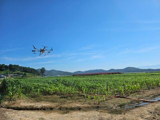 태이린팜님의 옥수수 · 영농일지 작성글 사진
