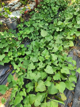 김영옥님의 기타작물 · 영농일지 작성글 사진