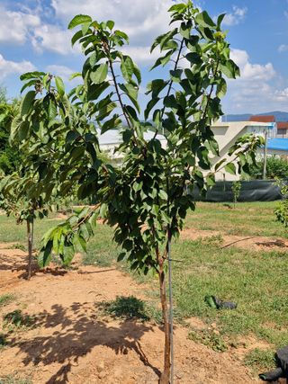 이성태님의 기타작물 · 영농일지 작성글 사진