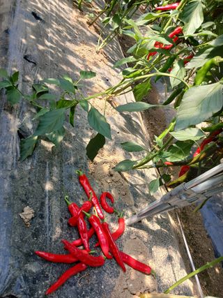 자기왕사랑해님의 고추 · 영농일지 작성글 사진