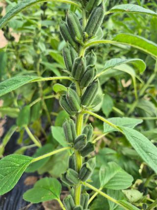 인호님의 참깨 · 영농일지 작성글 사진