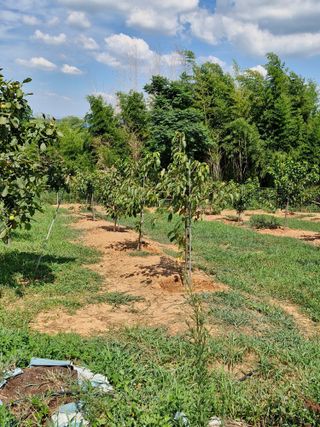 이성태님의 기타작물 · 영농일지 작성글 사진