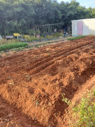 김형수님의 기타작물 · 영농일지 작성글 사진