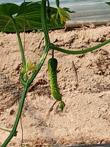 팜모닝 오이·영농일지 게시글 이미지