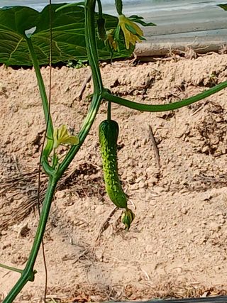 신아정님의 오이 · 영농일지 작성글 사진