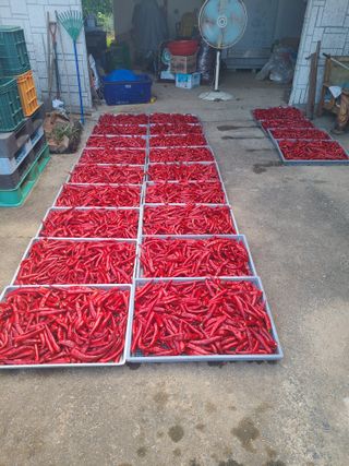 고추님의 참깨 · 영농일지 작성글 사진