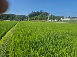 젠틀맨님의 벼 · 영농일지 작성글 사진