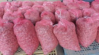 토박이님의 파 · 영농일지 작성글 사진